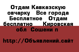 Отдам Кавказскую овчарку - Все города Бесплатное » Отдам бесплатно   . Кировская обл.,Сошени п.